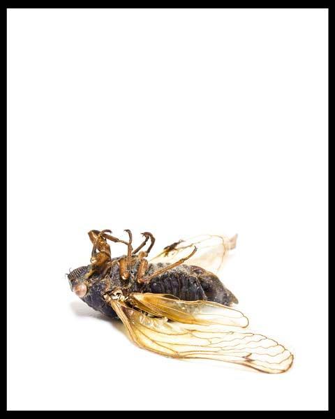 Cicada bug lying on it's back